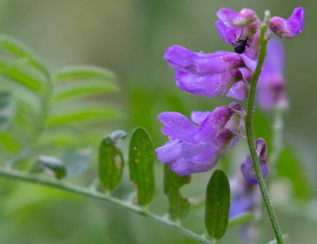 Bird Mix Seedball Tin-Seedball-My Beautiful Caravan