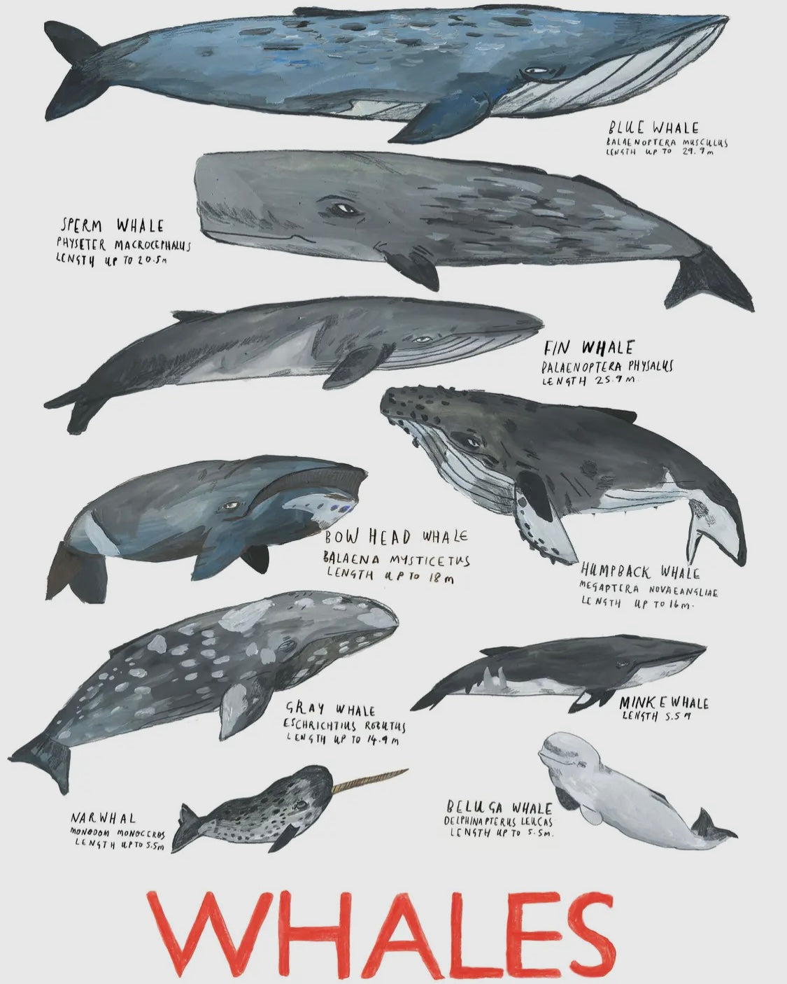 Whales Print