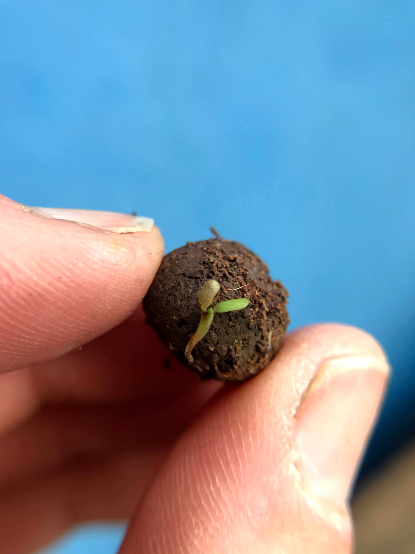 Mini Seedball Save The Bees Tin-Seedball-My Beautiful Caravan