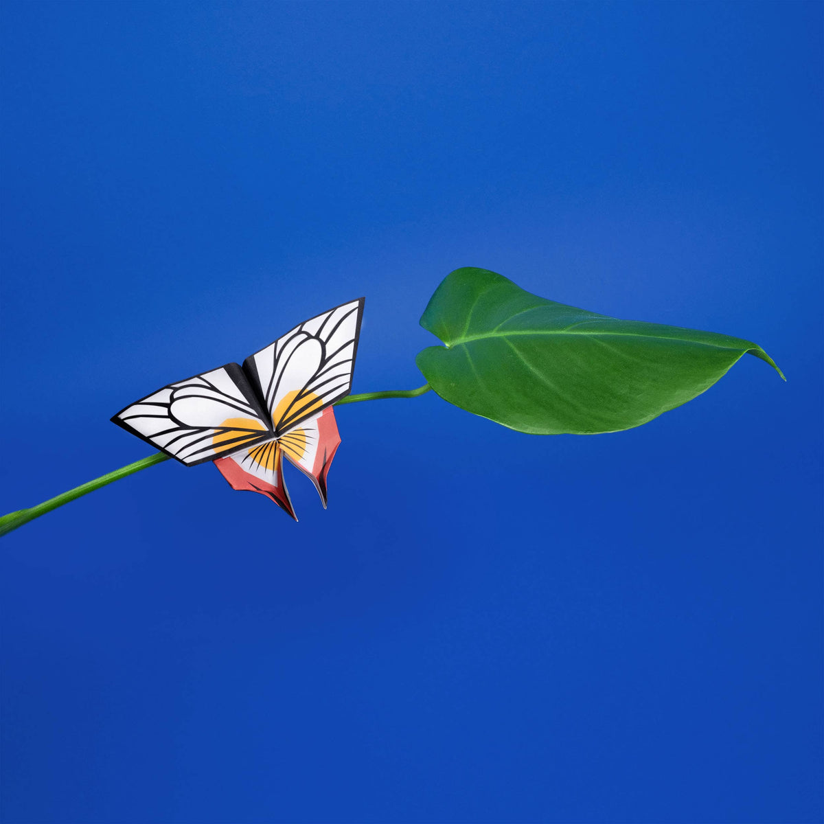 Origami Butterflies Create and Display Kit