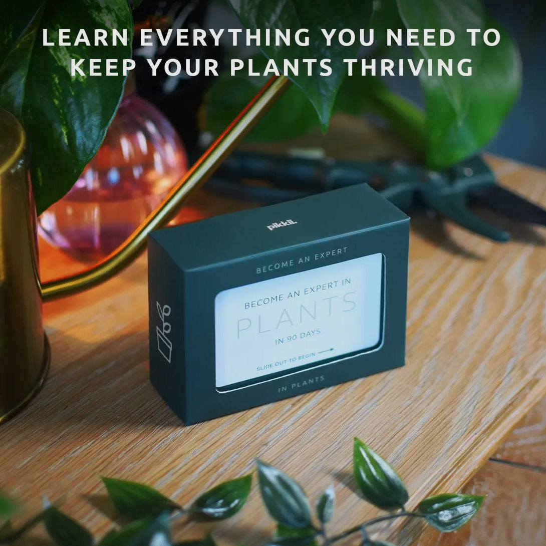 Become An Expert In Plants Slide Box-Pikkii-My Beautiful Caravan