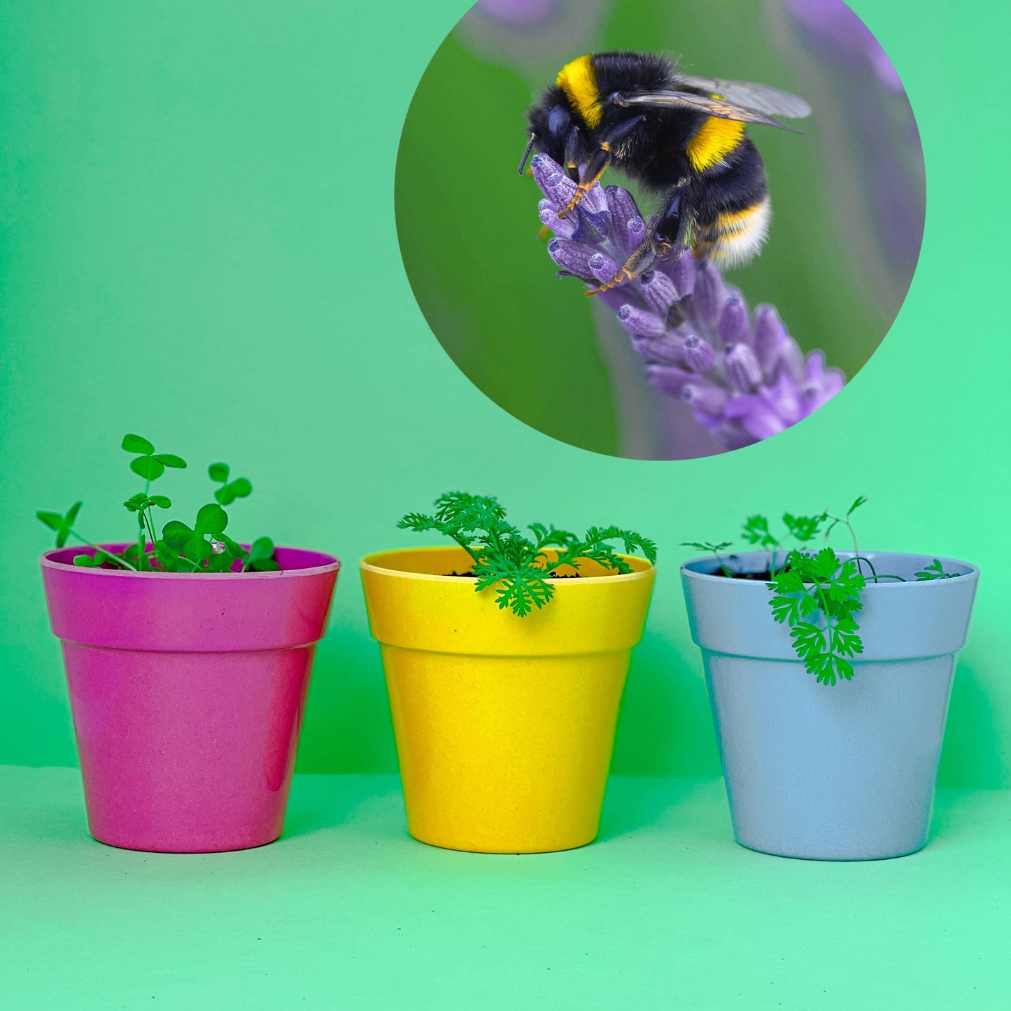 Bee Mix Seedball Tin-Seedball-My Beautiful Caravan