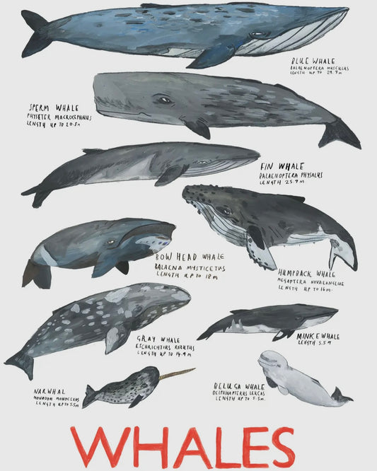 Whales Print